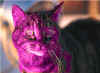 pinkcat.jpg (12426 bytes)